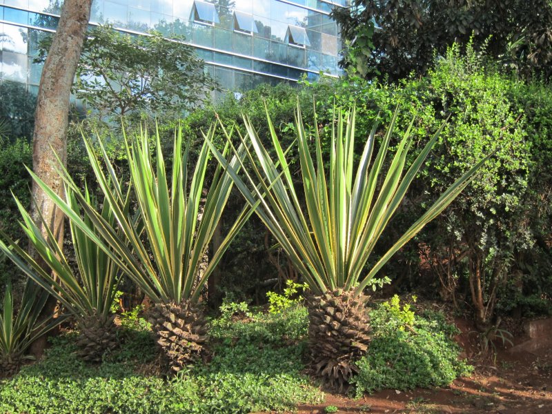 Arboretum Drive