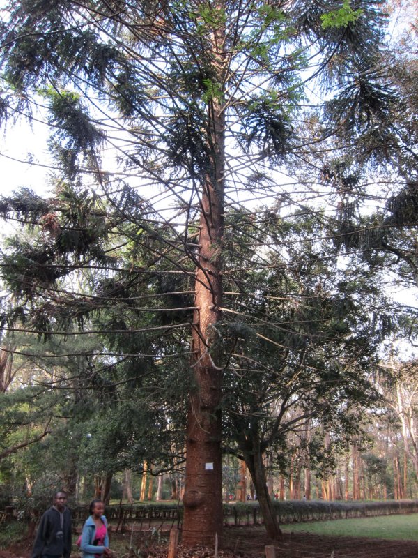 Arboretum: bunya bunya