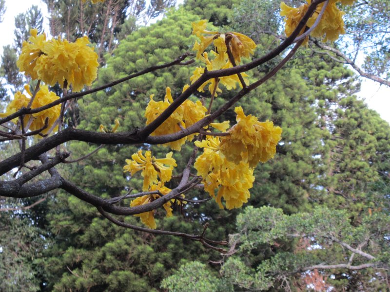 Poui poui, Arboretum