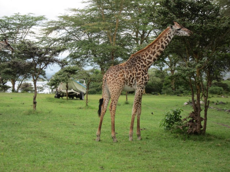 Giraffe