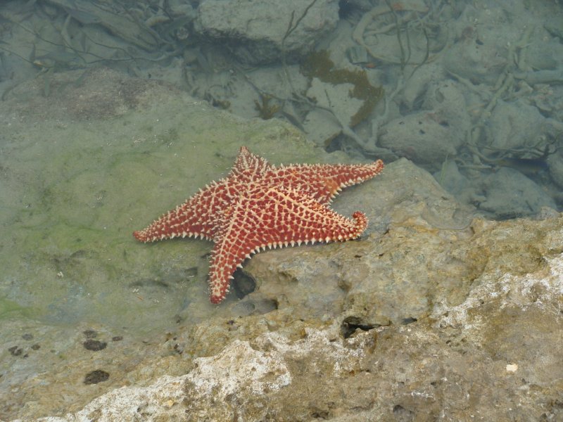 Starfish