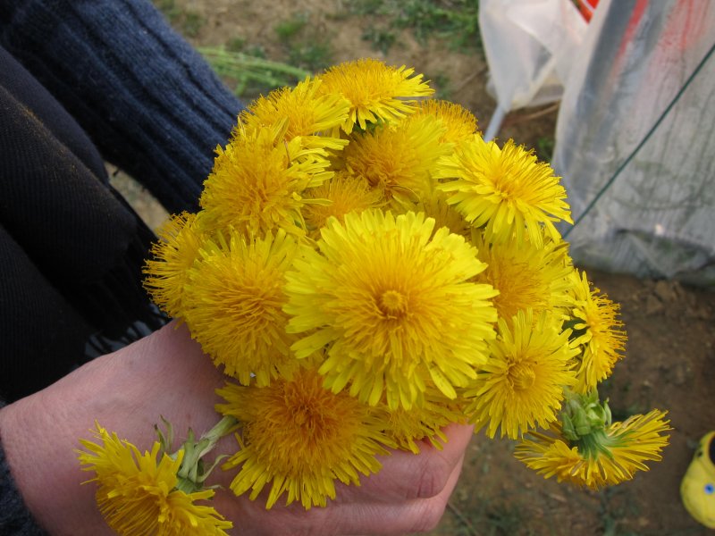 Denti di leone aka Dandelion