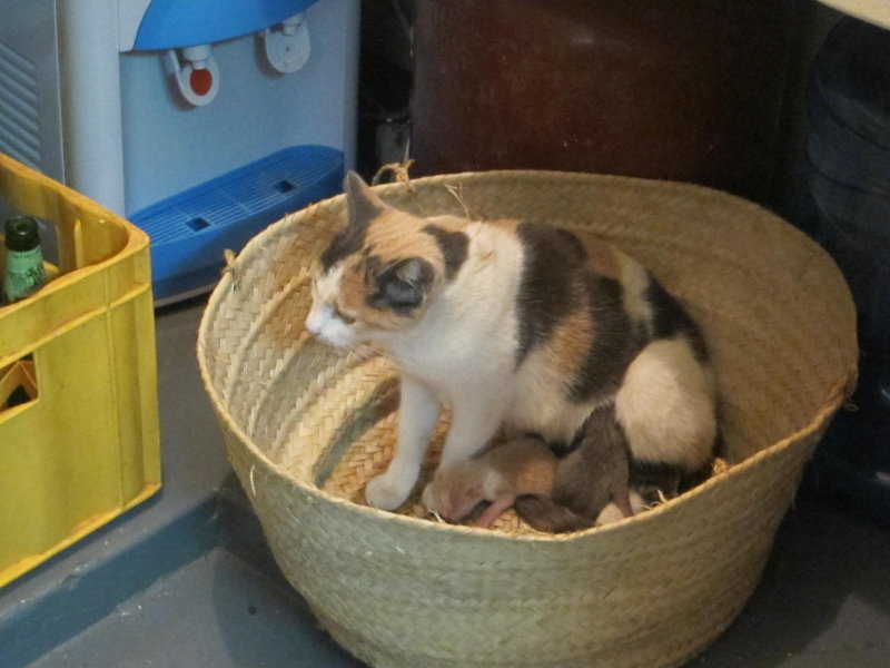 Quintuplets: why are they eating and Im not