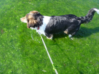 les algues vertes