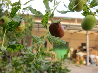 Giuggiolo