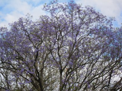 Jacaranda