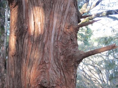 Oldest tree in the Arboretum: bhutan or Himalayan cypress