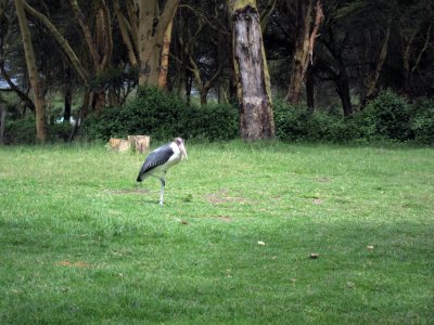 Marabou stork