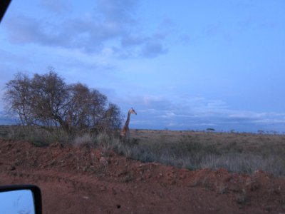 Giraffes
