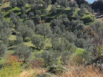 Tignale