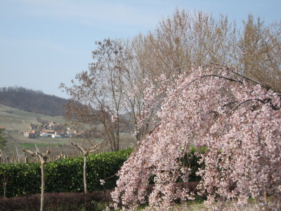 OltrePò