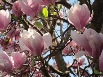 Primavera - magnolia