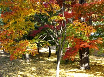 Fall in Seoul