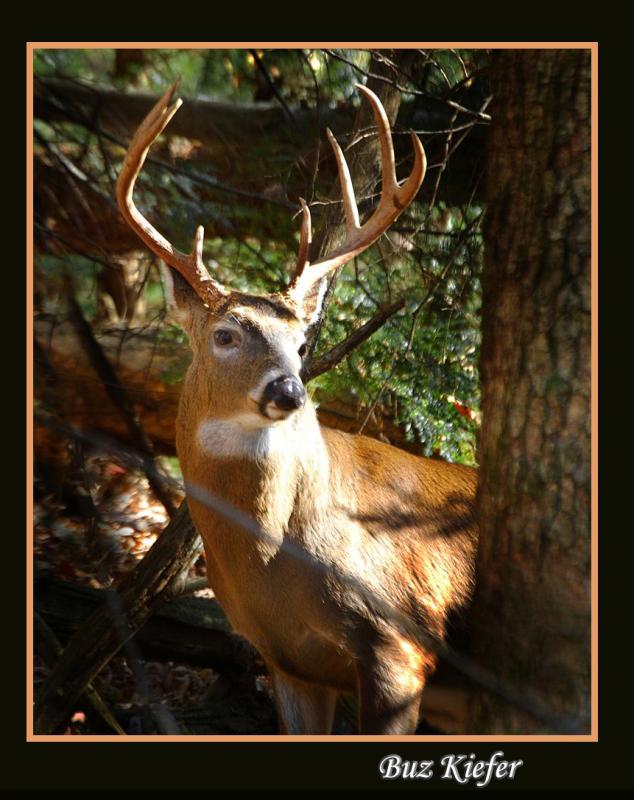 Buck in Woods