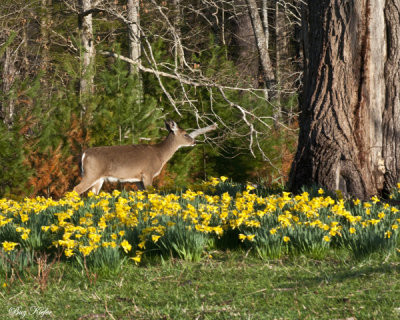 Doe on a Morning in Spring
