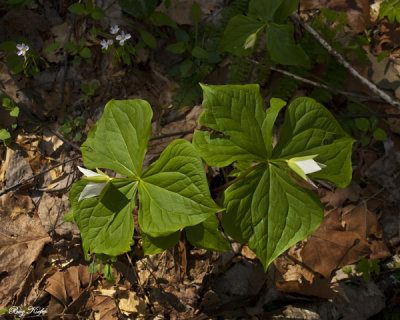 Trillium and Spring Beauties Along the Little River Traill
