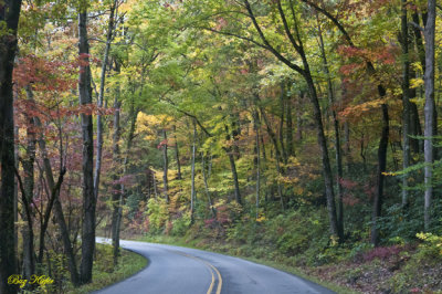 Near Elkmont