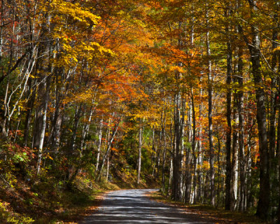 Best Autumn Road