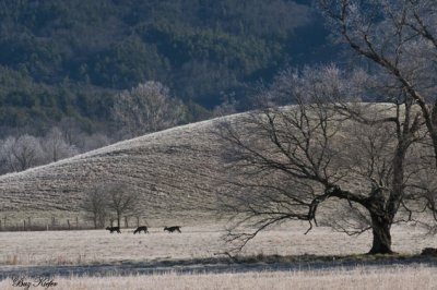 Morning Frost in Cades Cove