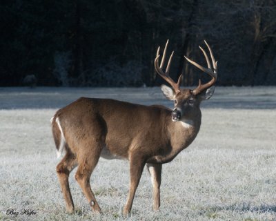 Ten Pointer in a Frosted Field.