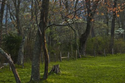 Spring Grasses and Dogwood