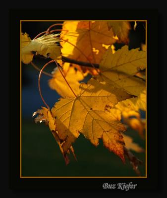 Golden Maple Leaves