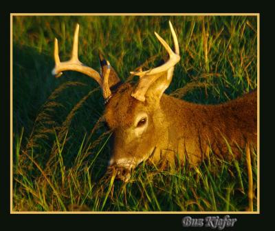 Eight Pointer in Late Afternoon
