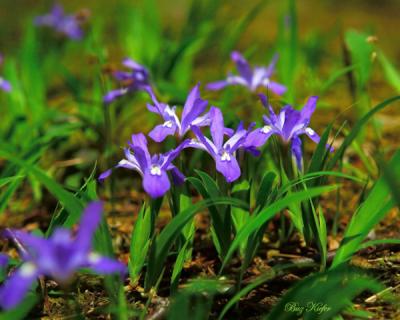 Crested Dwarf Irises