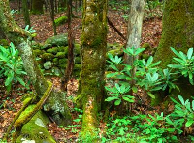 Remains of a Forgotten Stone Fence