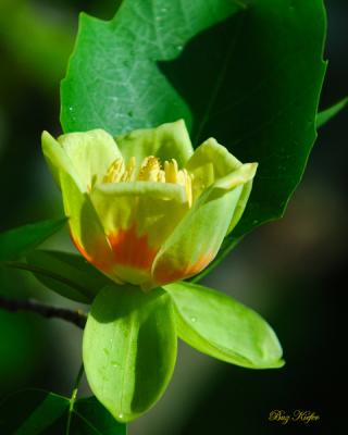 Tulip Poplar  (Liriodendron tulipifera)