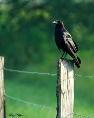 Crow on a Fence Post