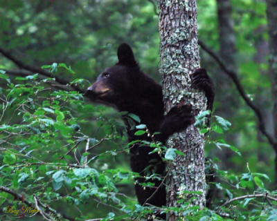 Cub Up a Tree