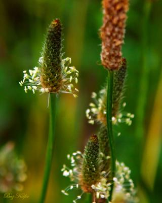 English Plantain (plantago lanceolata)