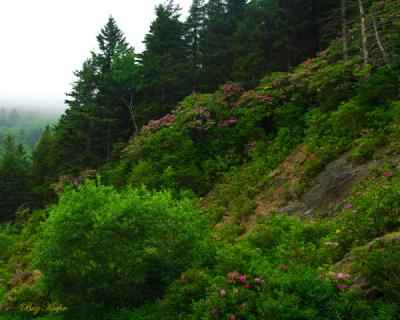 Mount Mitchell