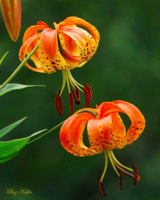 Turk's Cap Lilies