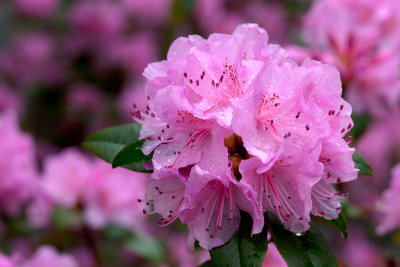 flowers_6.jpg