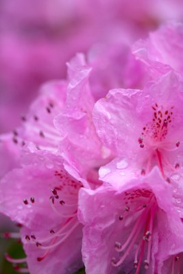 flowers_8.jpg