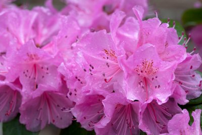 flowers_9.jpg