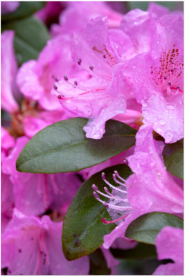 flower_10.jpg