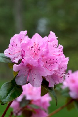flowers_11.jpg