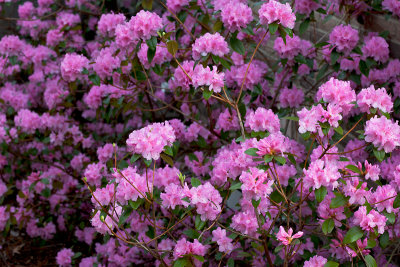 flowers_12.jpg