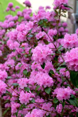 flowers_13.jpg