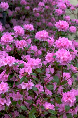 flowers_14.jpg