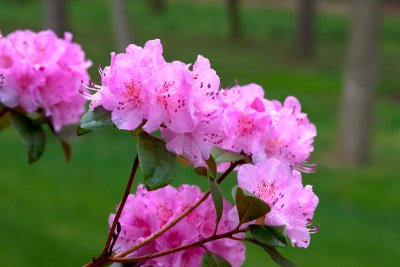 flowers_17.jpg