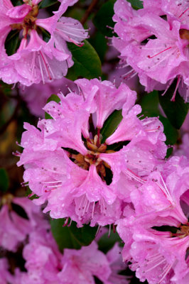 flowers_18.jpg