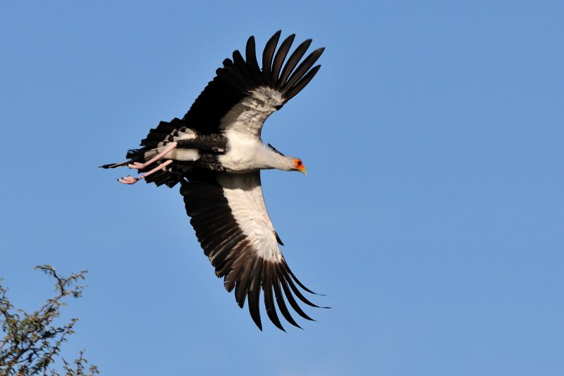 Secretary Birds III.jpg