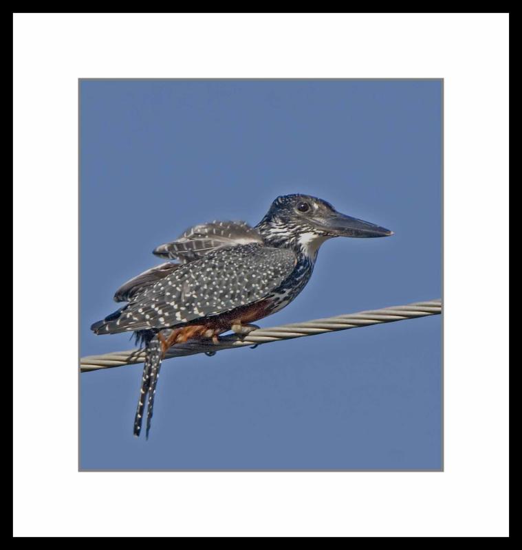 Giant Kingfisher II