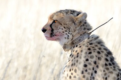Cheetah I.jpg