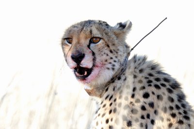 Cheetah II.jpg