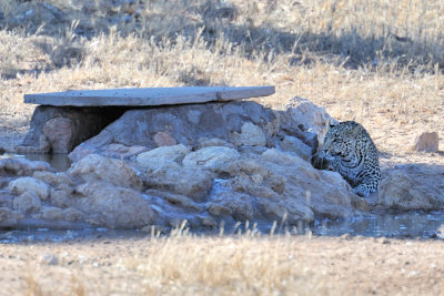 Leopard Cub Trying to Catch Birds.jpg